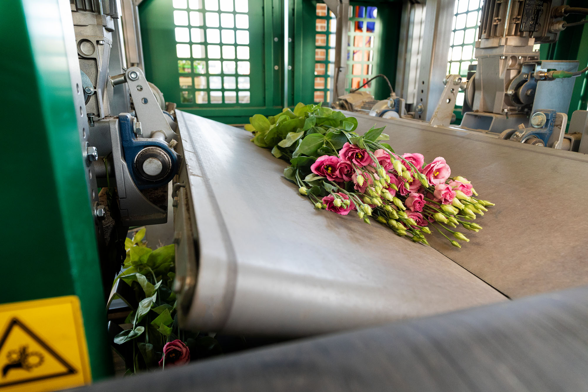 Oogstsysteem direct in kas Flora Harvester