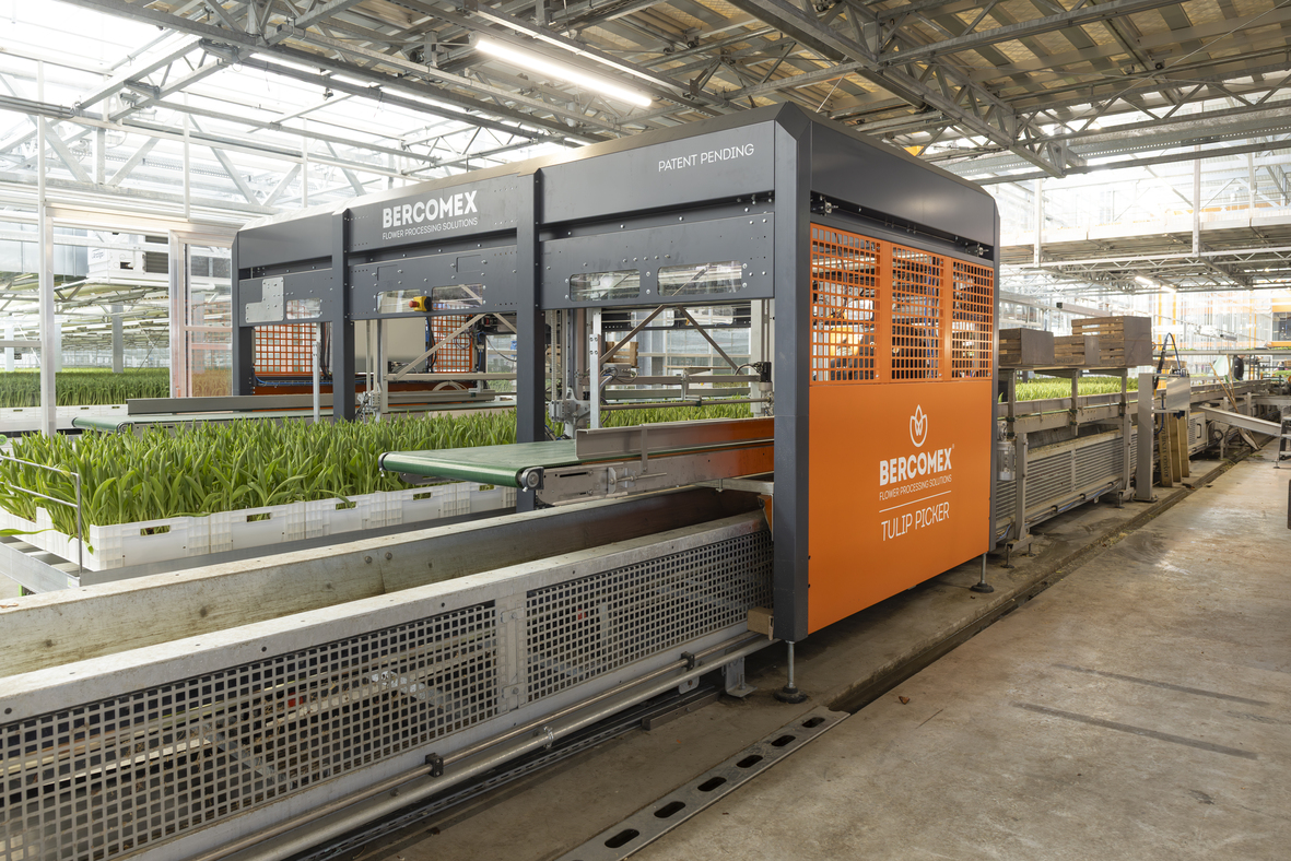 Bercomex | Tulip Picker